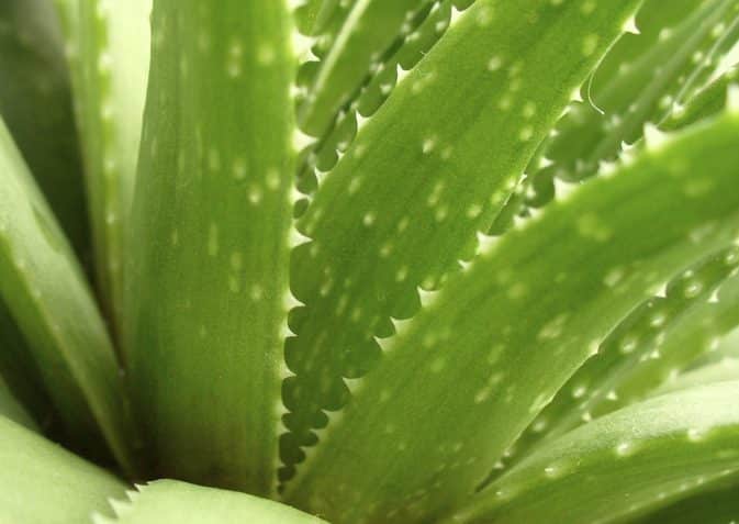 How To Extract Aloe Vera Gel And Store It Howto
