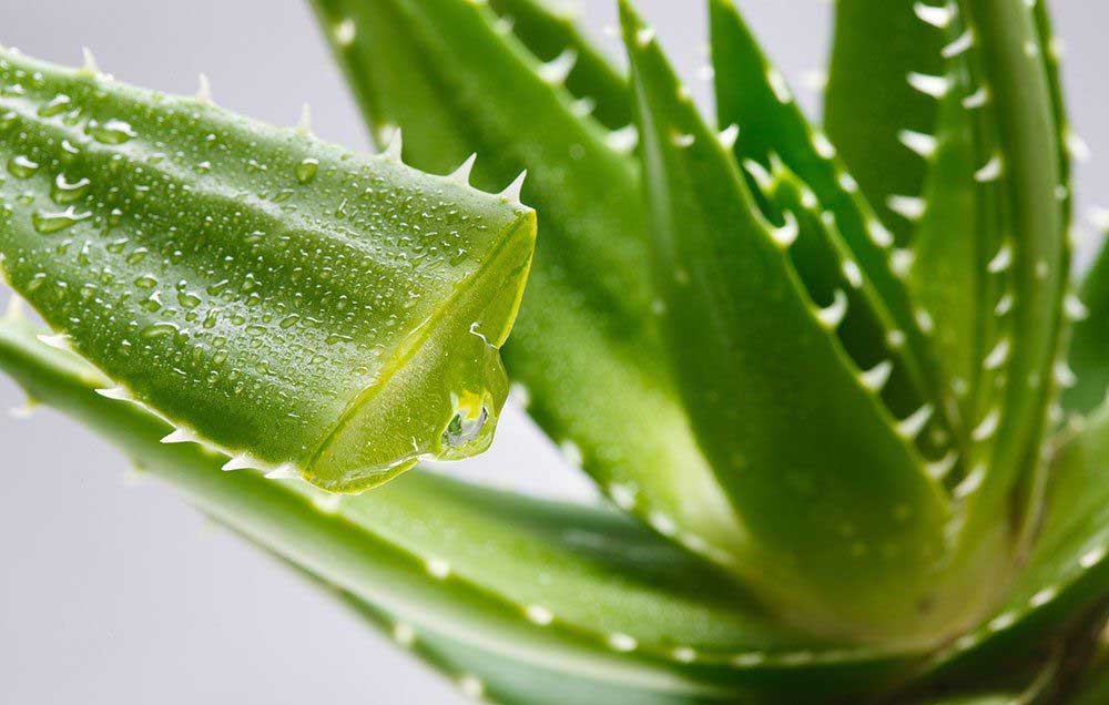 5 Easy Steps To Grow Aloe Vera Plant Indoors Howto 9377