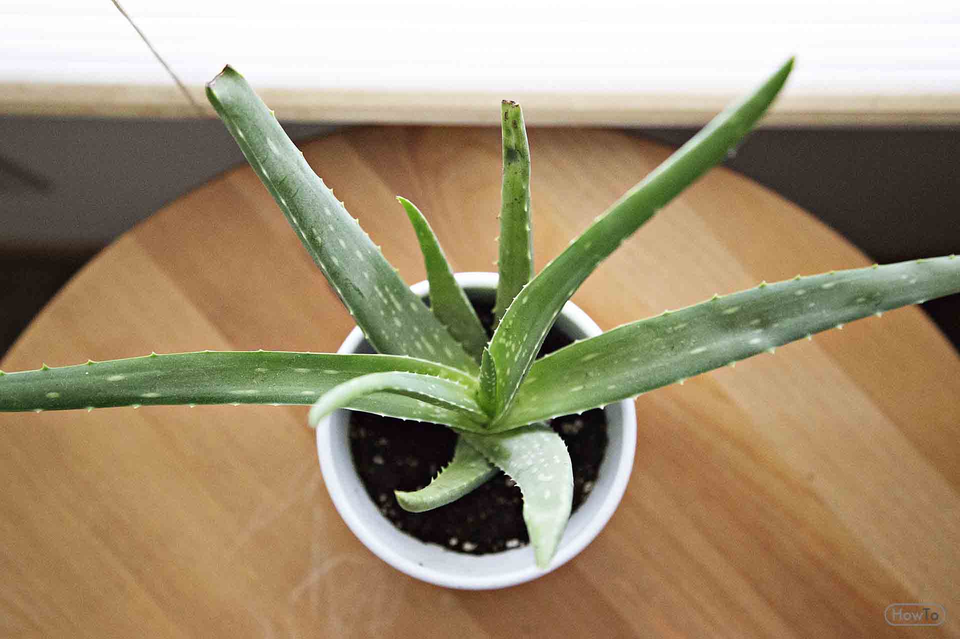 7 Ways To Grow And Care For Aloe Vera Plants Easy Care Howto