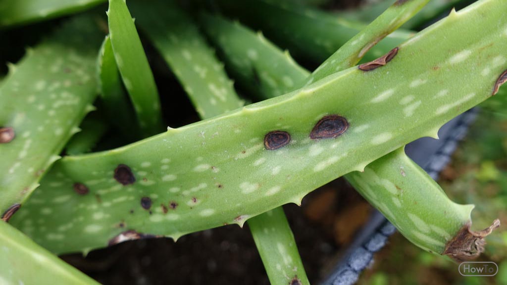 7 Ways To Grow And Care For Aloe Vera Plants Easy Care Howto