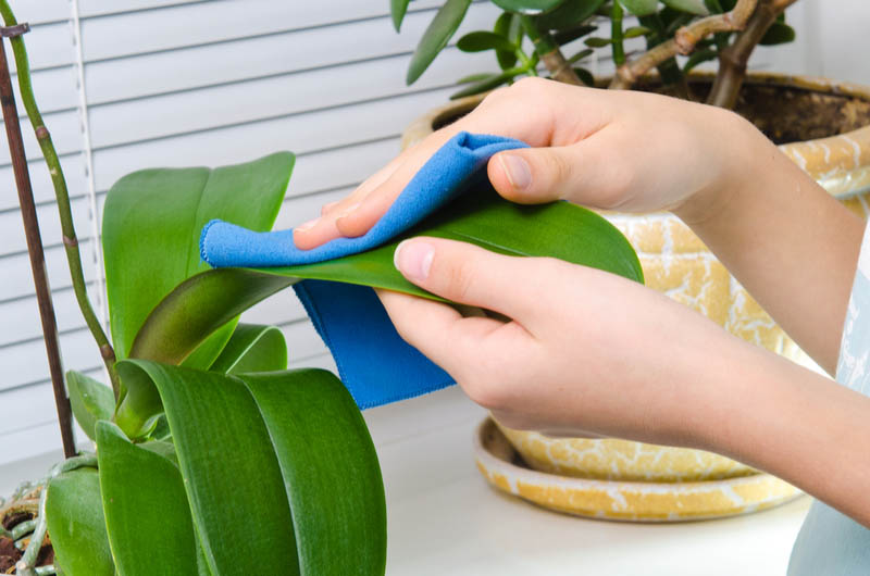 3-steps-to-keep-in-mind-while-cleaning-fake-plants-howto