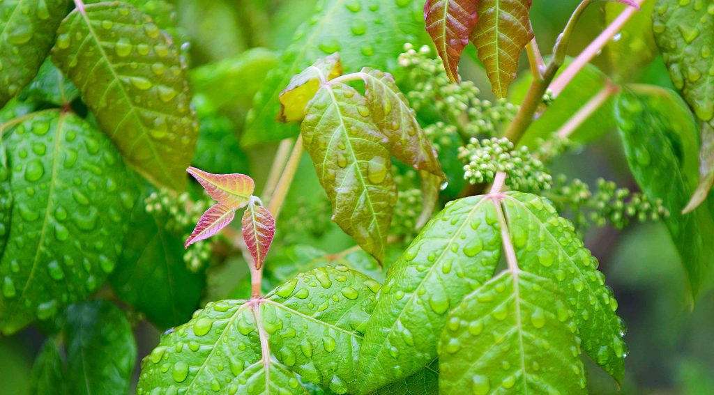 植物 ツタ