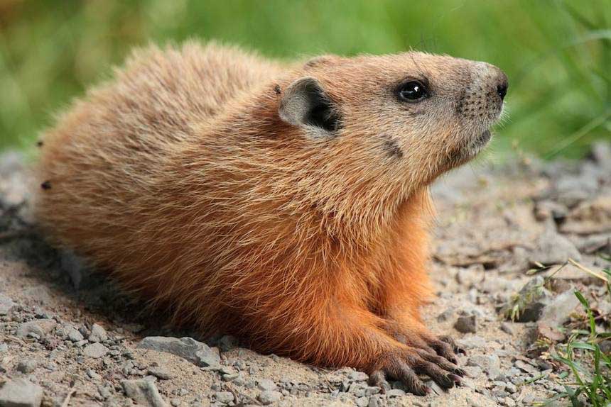 3-tips-to-prevent-groundhogs-from-eating-your-plants-howto