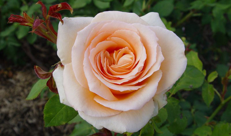 7-tips-to-take-care-of-rose-plants-growing-and-caring-howto