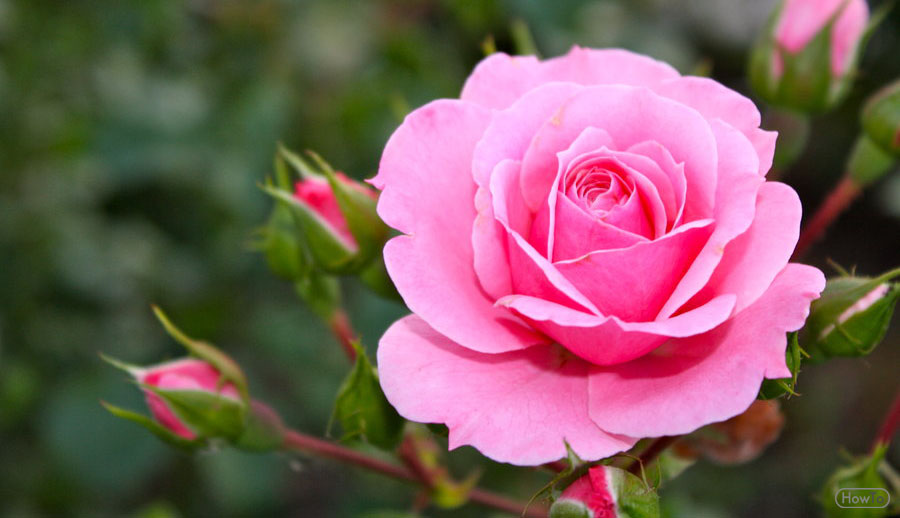 7 Tips to Take Care of Rose Plants Growing and Caring - Howto