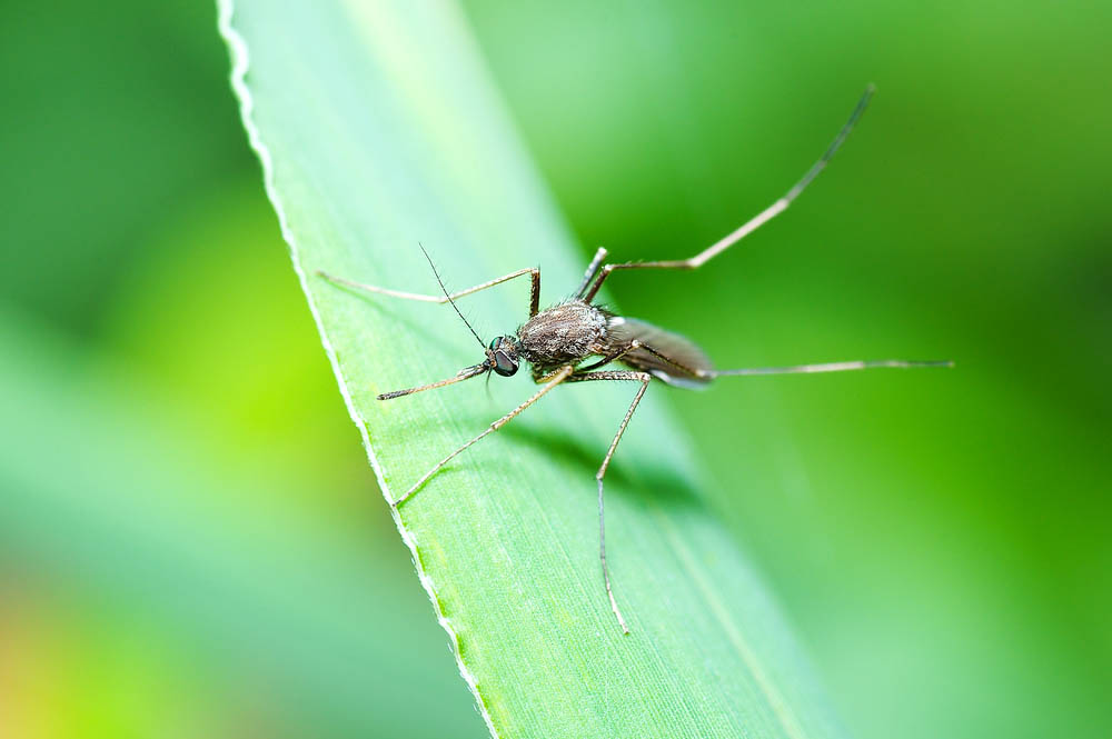 11-tips-to-repel-stink-bugs-naturally-to-get-rid-bugs-howto