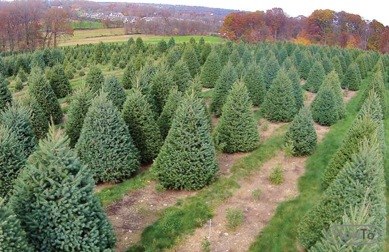 christmas tree farm profit