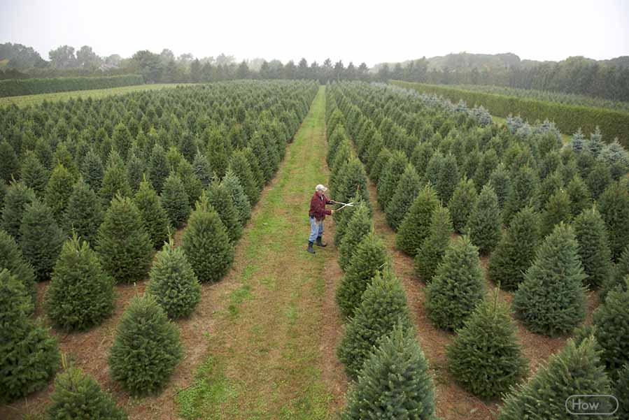 How to Start a Christmas Tree Farm 5 Helpful Tips Howto