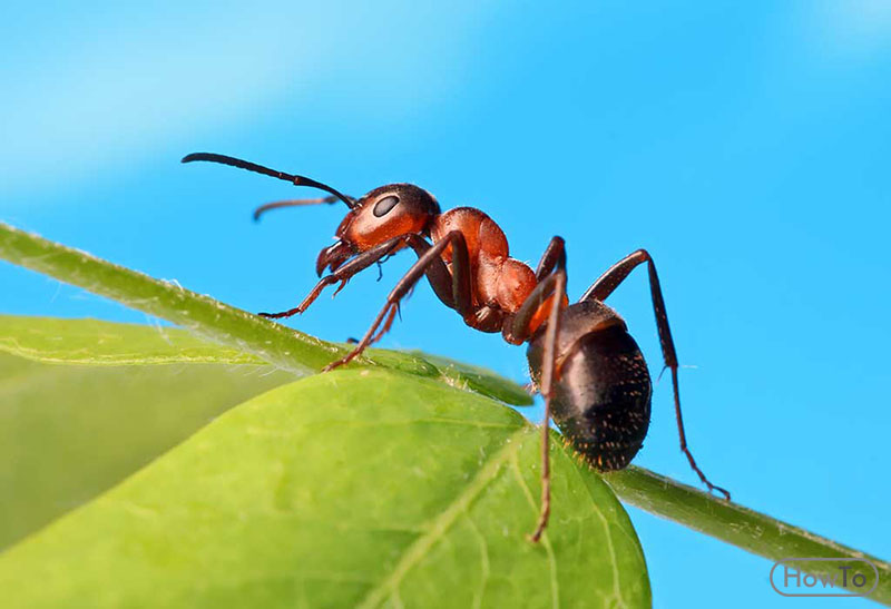 How to get rid ants at home