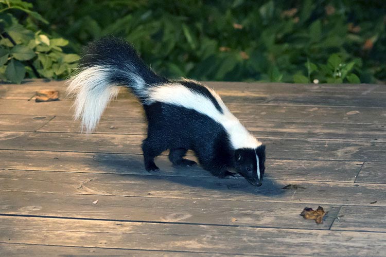 How to Catch a Skunk in a Live Trap & Release It - Howto