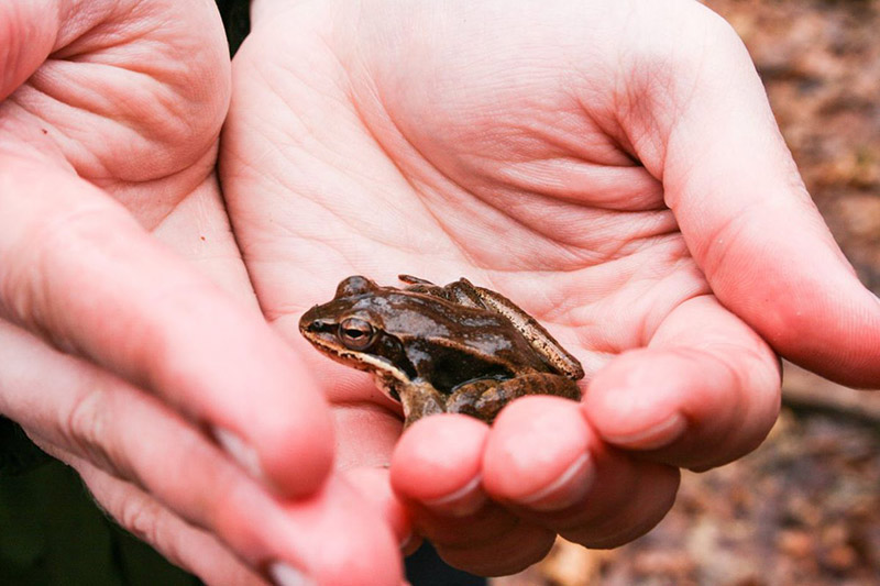 How to Catch a Frog Make a Trap to Catch a Frog Howto