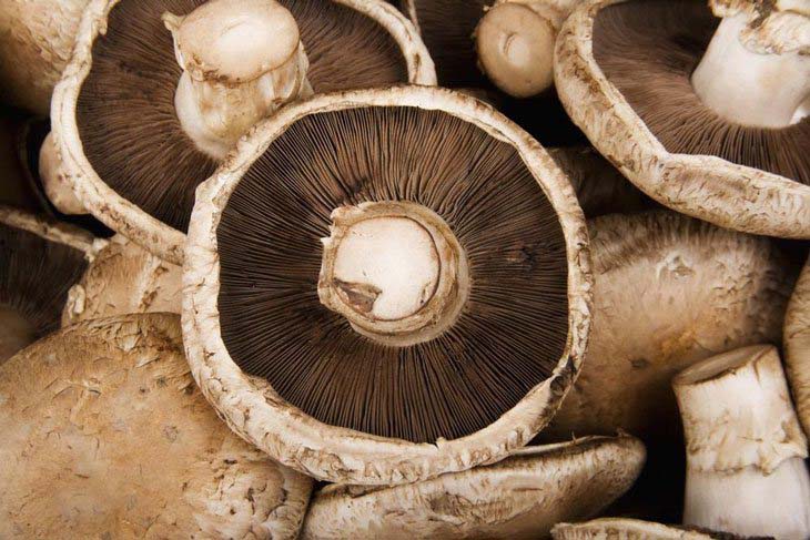 How to Grow Portobello Mushrooms Easy Guide Howto